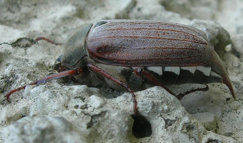 Maggiolino da determinare... Melolontha melolontha