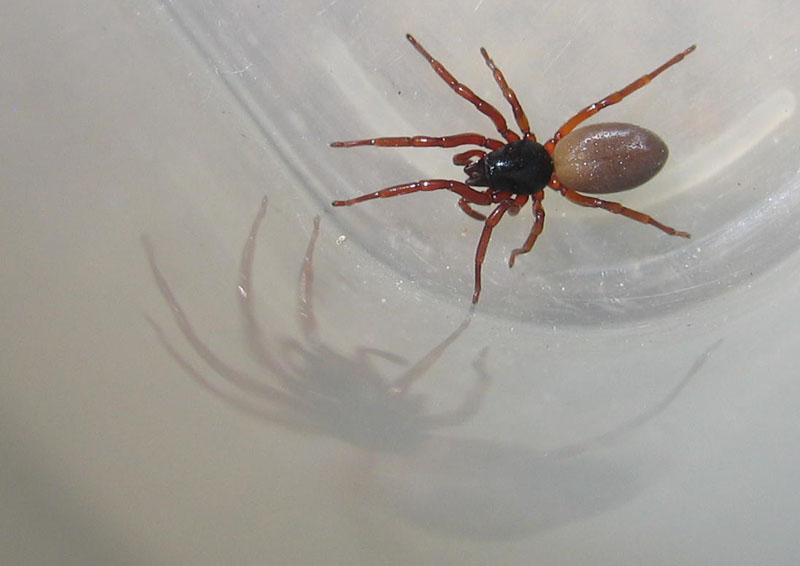 Dysderidae
