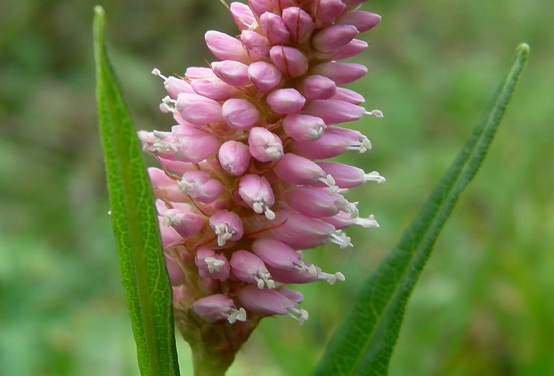 Bistorta officinalis / Bistorta