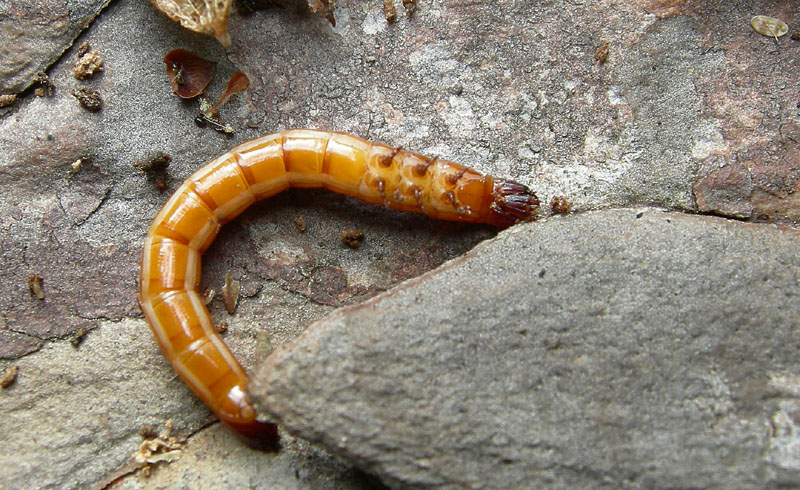 larva di coleottero elateride