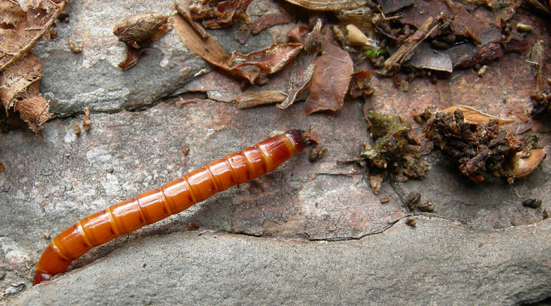 larva di coleottero elateride