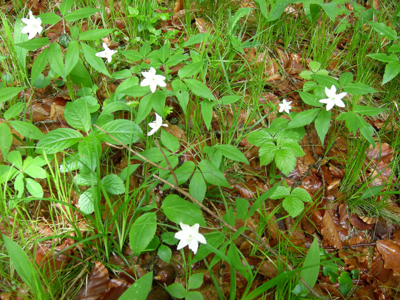 Anemone trifolia