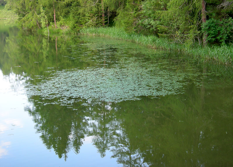 Persicaria amphibia  (=Polygonum amphibium) / Poligono anfibio