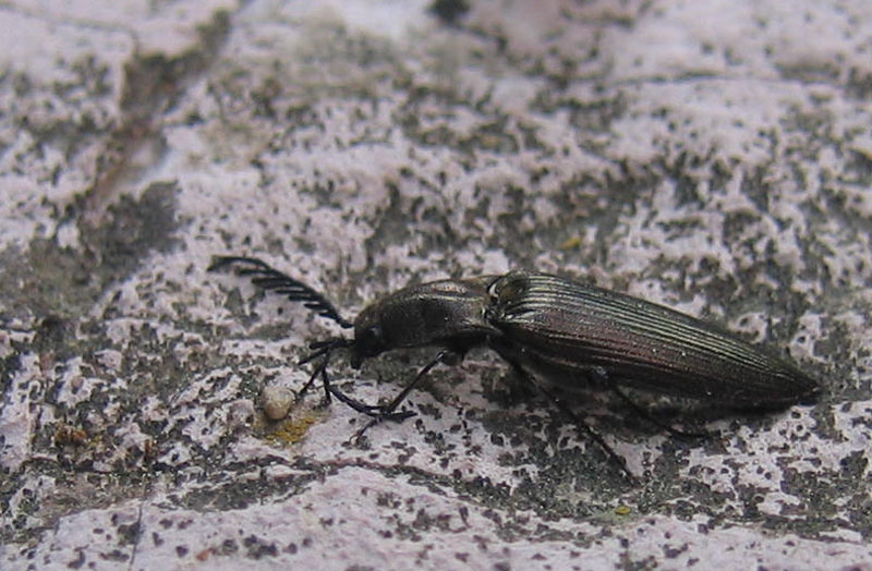 Ctenicera sp. (Elateridae)