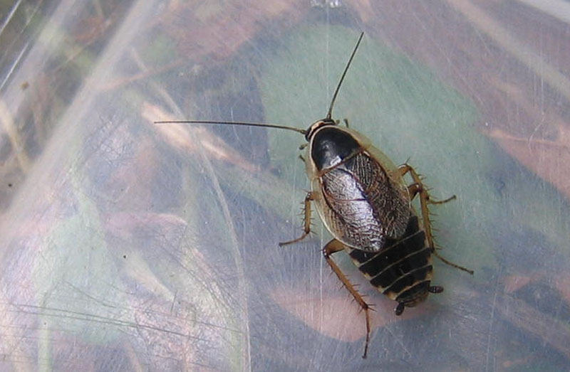 Ectobius sylvestris