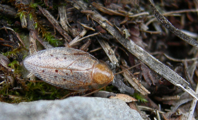Ectobius sp.