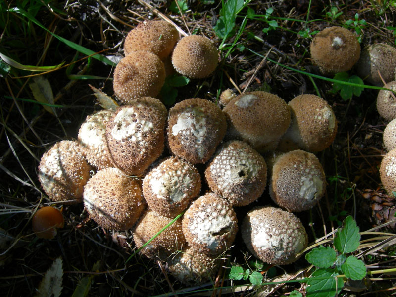 da determinare...(cfr. Lycoperdon perlatum)