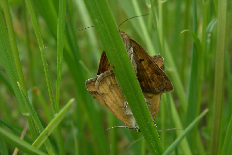 Euclidia glyphica - Noctuidae...dal Trentino (accoppiamento)