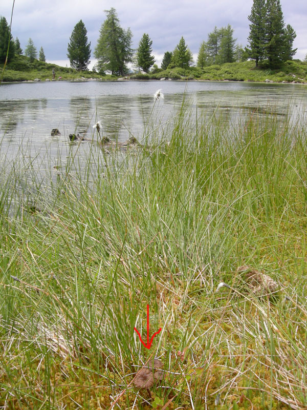 nei pressi di un lago...(cfr. O. sphagnicola/O. barbularum)