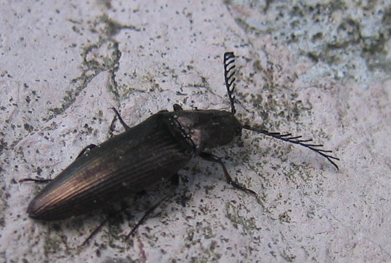 Ctenicera sp. (Elateridae)