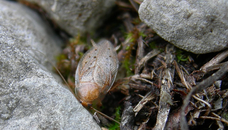 Ectobius sp.