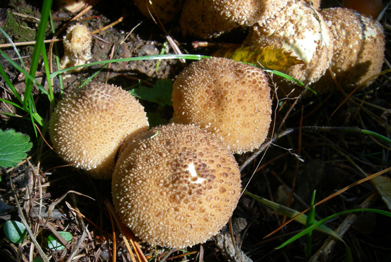 da determinare...(cfr. Lycoperdon perlatum)