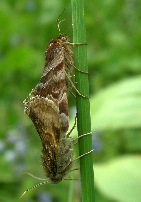 Euclidia glyphica - Noctuidae...dal Trentino (accoppiamento)