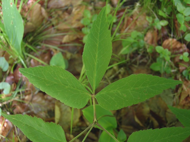 Anemone trifolia