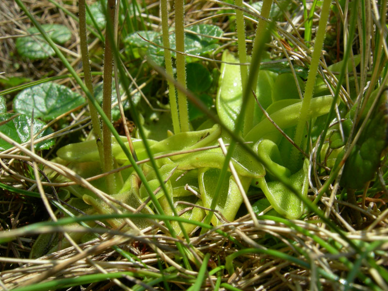Pinguicula vulgaris