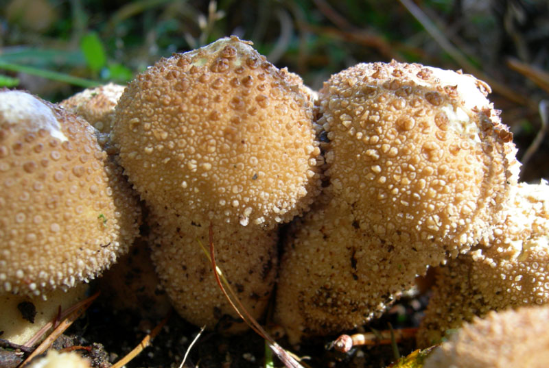da determinare...(cfr. Lycoperdon perlatum)