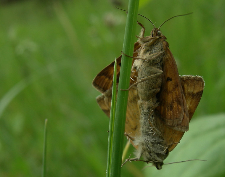 Euclidia glyphica - Noctuidae...dal Trentino (accoppiamento)