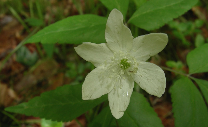 Anemone trifolia
