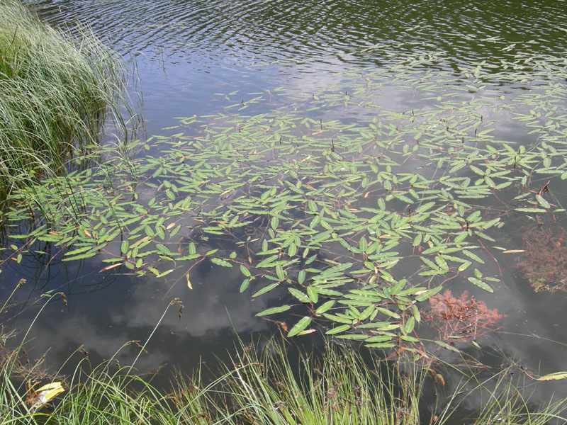 Persicaria amphibia  (=Polygonum amphibium) / Poligono anfibio