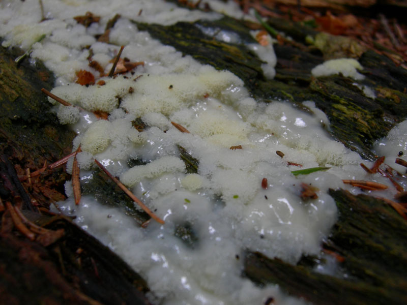 da determinare ...S.Colomba (TN)