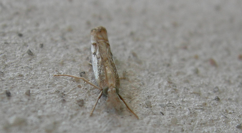 Agriphila geniculea - Crambidae.....dal Trentino
