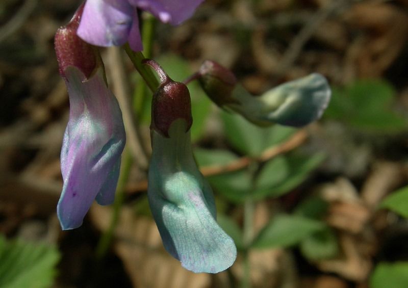 Lathyrus vernus