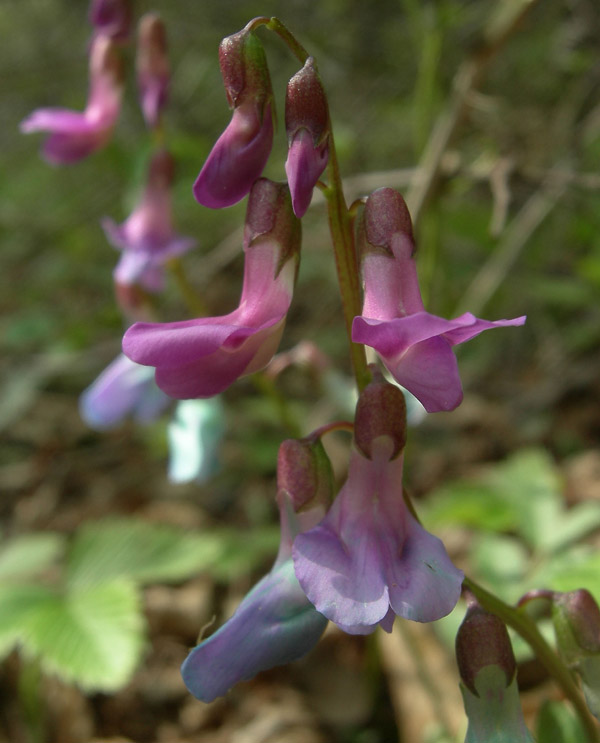 Lathyrus vernus