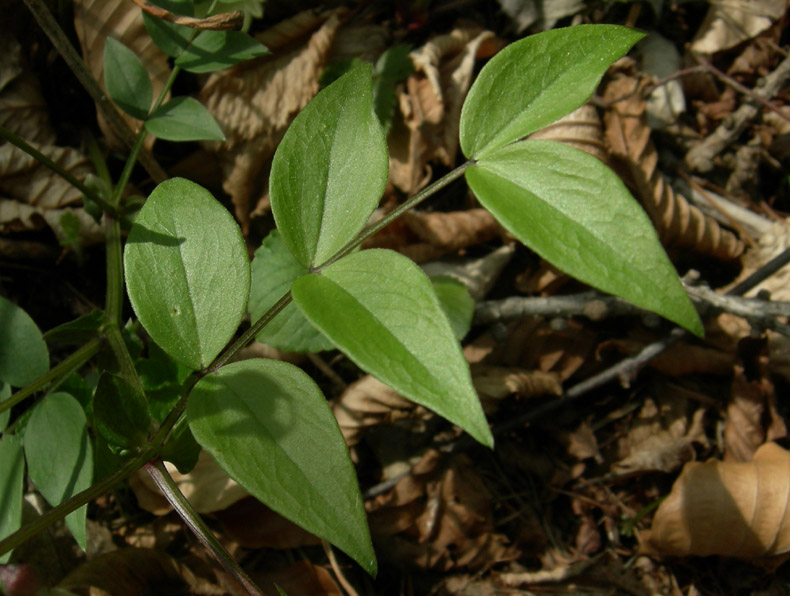 Lathyrus vernus