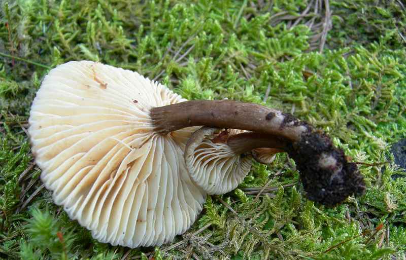 Lactarius lignyotus...con particolarità