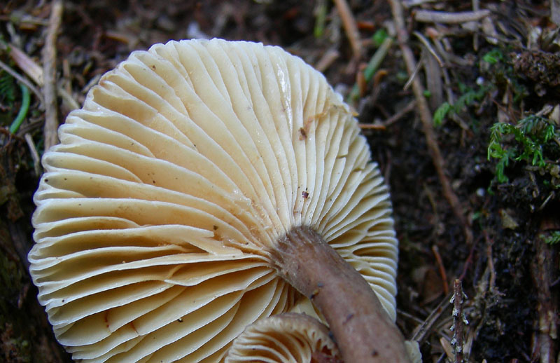 Lactarius lignyotus...con particolarità