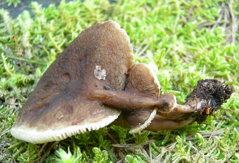 Lactarius lignyotus...con particolarità