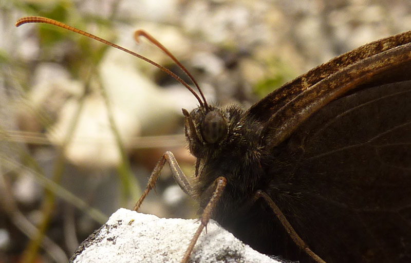 Minois dryas - Nymphalidae Satyrinae......dal Trentino