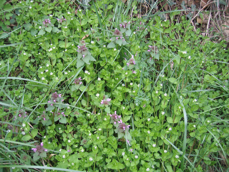 Lamium purpureum / Falsa ortica purpurea
