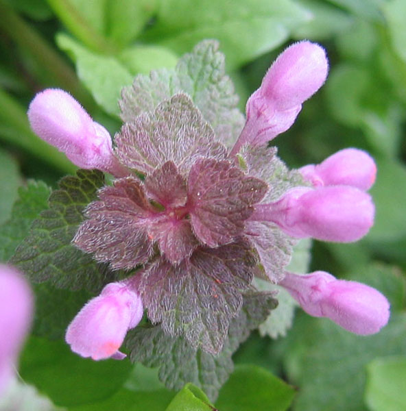 Lamium purpureum / Falsa ortica purpurea