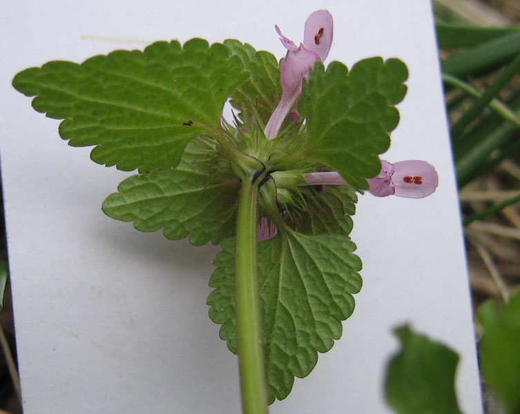 Lamium purpureum / Falsa ortica purpurea