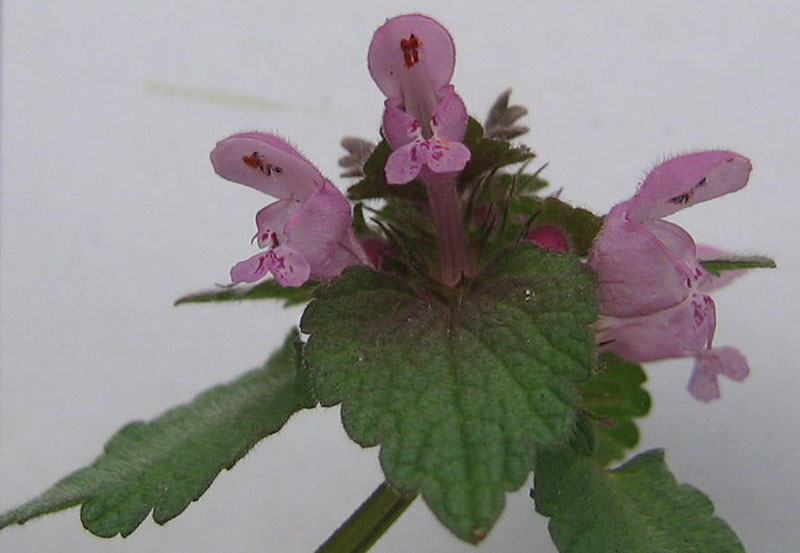 Lamium purpureum / Falsa ortica purpurea