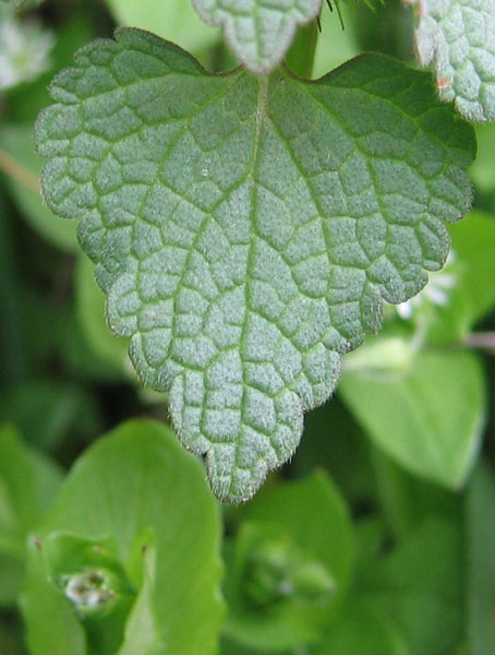 Lamium purpureum / Falsa ortica purpurea