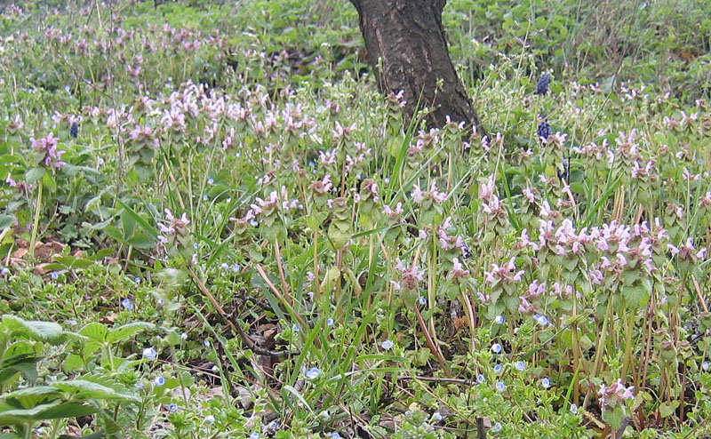 Lamium purpureum / Falsa ortica purpurea