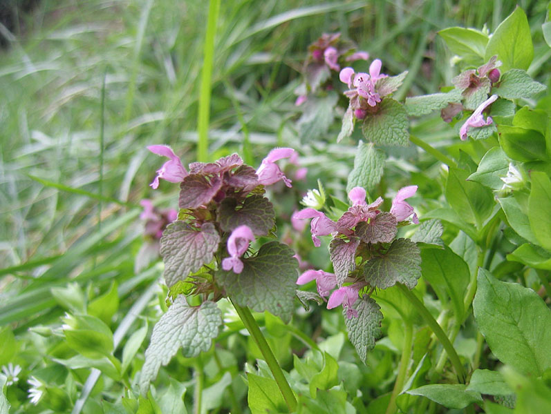 Lamium purpureum / Falsa ortica purpurea