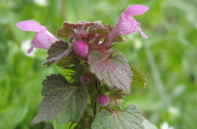 Lamium purpureum / Falsa ortica purpurea