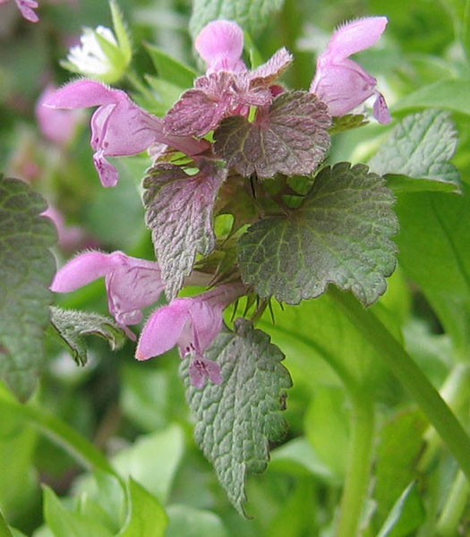 Lamium purpureum / Falsa ortica purpurea