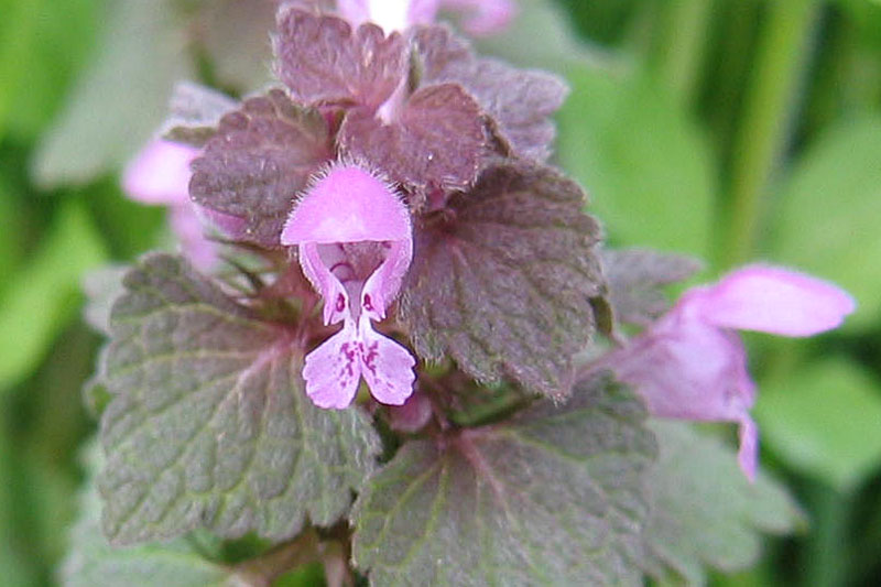 Lamium purpureum / Falsa ortica purpurea