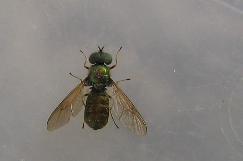 Chloromyia formosa (Stratiomyidae)