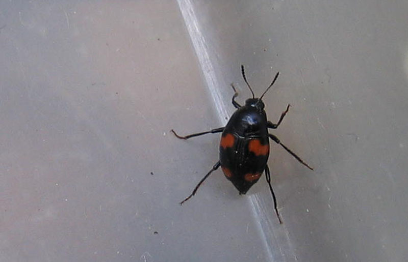da determinare........ Scaphidium quadrimaculatum
