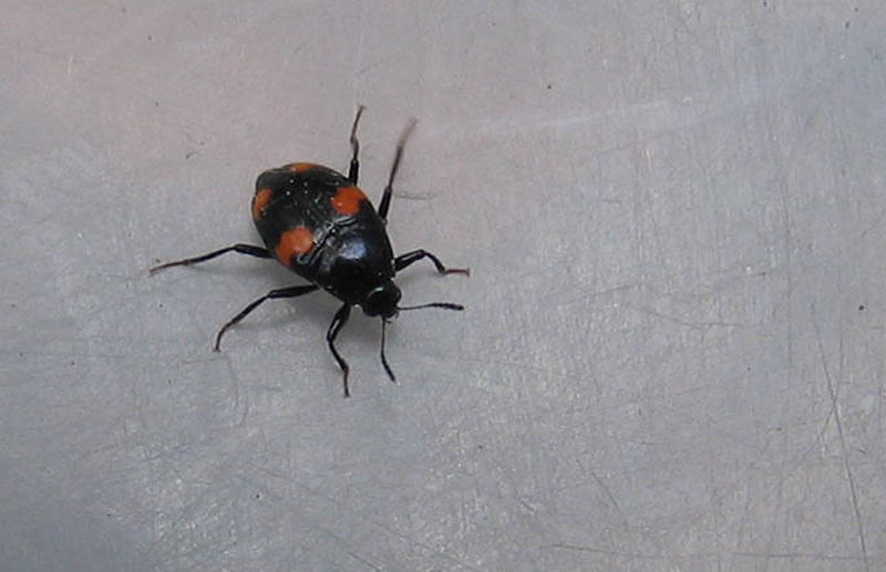 da determinare........ Scaphidium quadrimaculatum