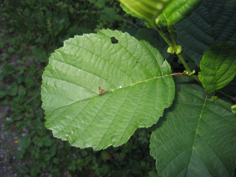 Chloromyia formosa (Stratiomyidae)