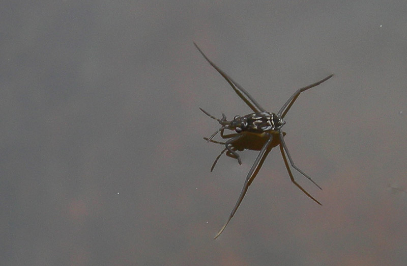 da determinare......... neanide di Gerris costae