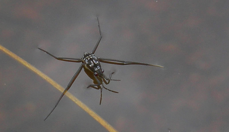 da determinare......... neanide di Gerris costae
