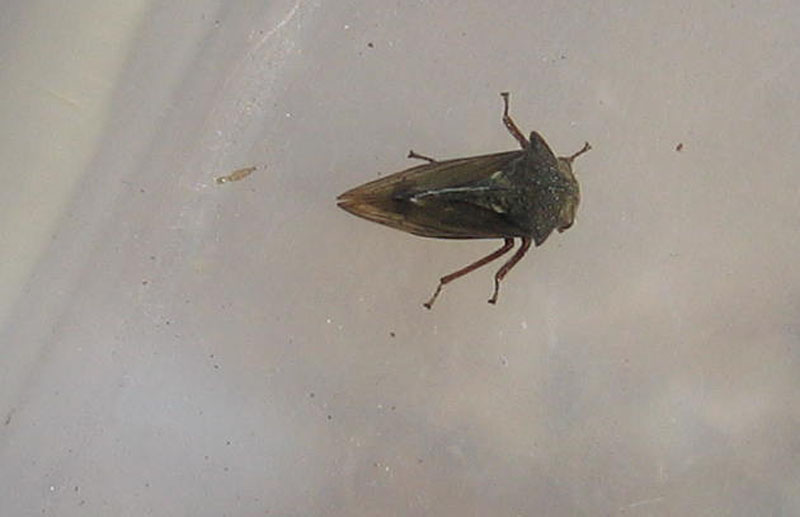 Centrotus cornutus (Membracidae)