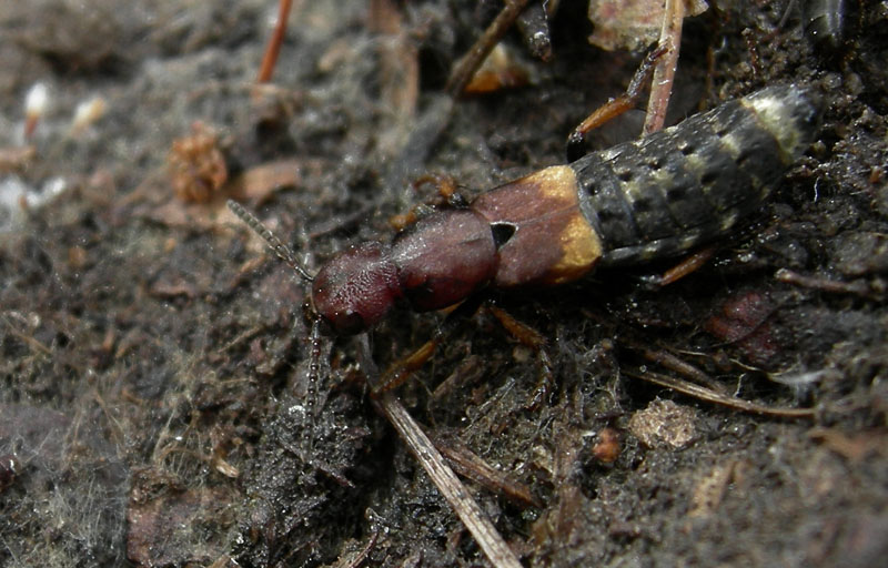 Parabemus fossor  (Staphylinidae)